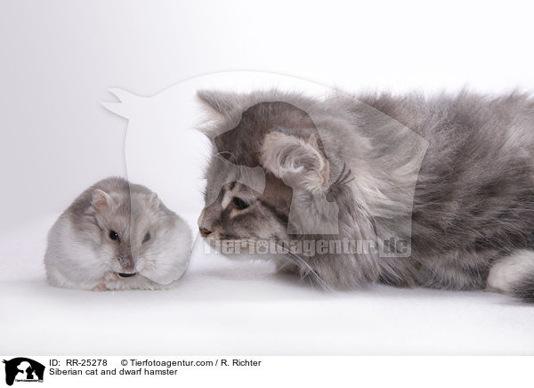 Siberian cat and dwarf hamster / RR-25278