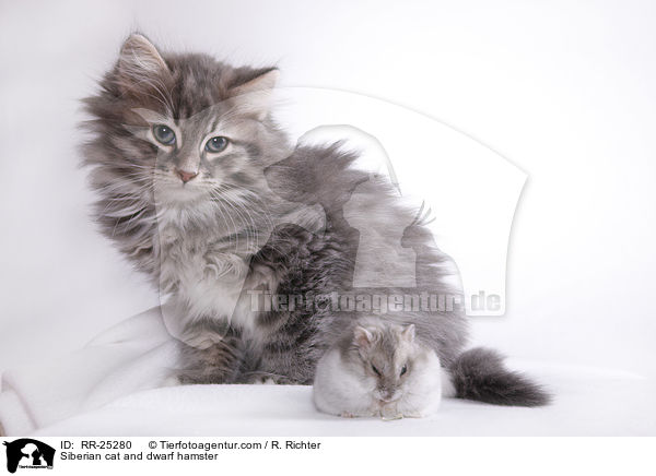 Sibirische Katze und Zwerghamster / Siberian cat and dwarf hamster / RR-25280