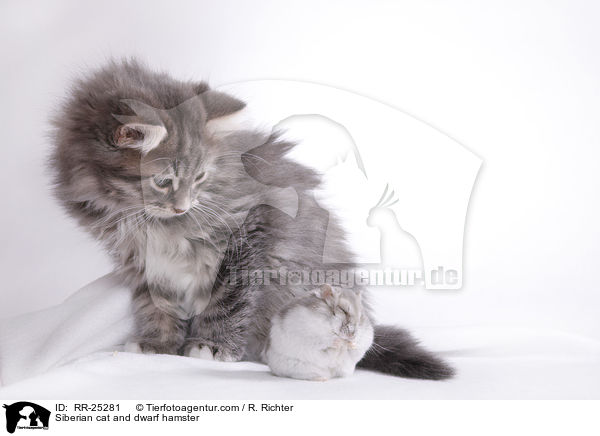 Siberian cat and dwarf hamster / RR-25281