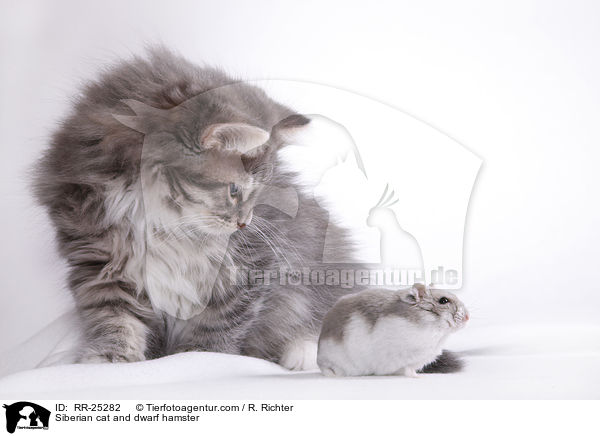 Siberian cat and dwarf hamster / RR-25282