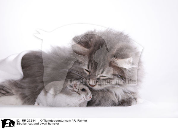 Siberian cat and dwarf hamster / RR-25284