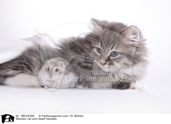 Siberian cat and dwarf hamster / RR-25285