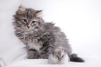 Siberian cat and dwarf hamster