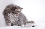 Siberian cat and dwarf hamster