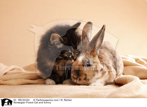 Norwegian Forest Cat and bunny / RR-30344