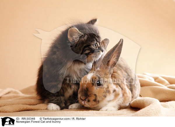 Norwegian Forest Cat and bunny / RR-30346