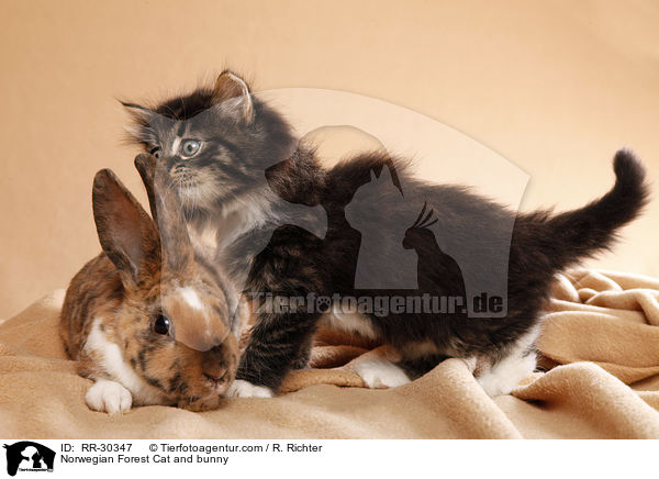 Norwegian Forest Cat and bunny / RR-30347