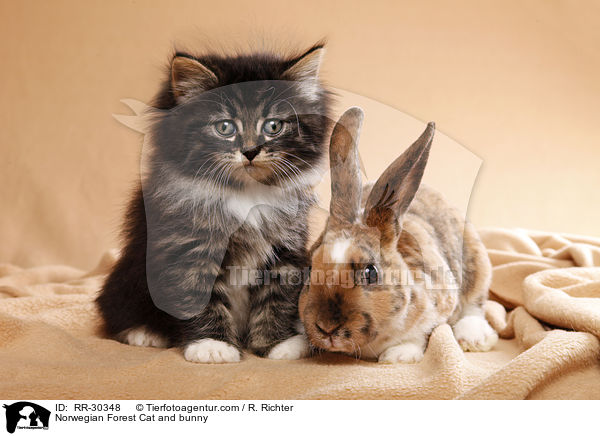 Norwegian Forest Cat and bunny / RR-30348