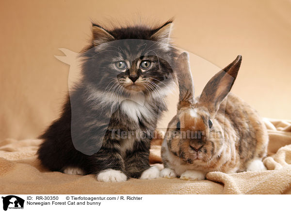 Norwegian Forest Cat and bunny / RR-30350