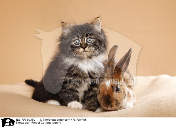 Norwegian Forest Cat and bunny / RR-30352