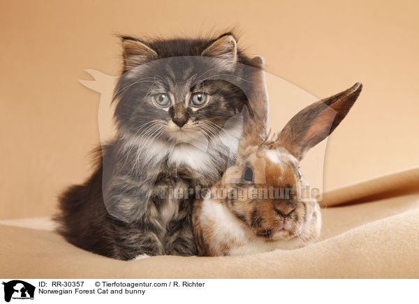 Norwegian Forest Cat and bunny / RR-30357