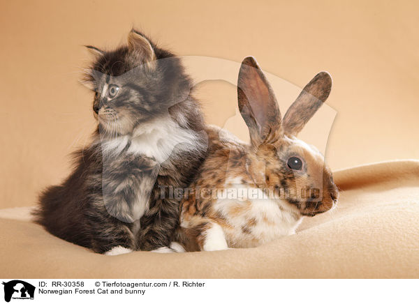 Norwegian Forest Cat and bunny / RR-30358