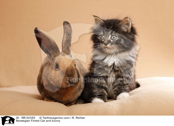 Norwegian Forest Cat and bunny / RR-30359