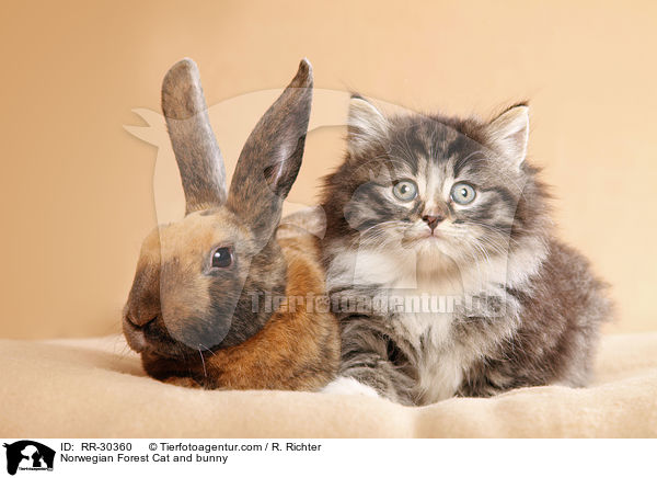 Norwegian Forest Cat and bunny / RR-30360