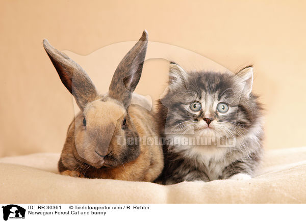 Norwegian Forest Cat and bunny / RR-30361