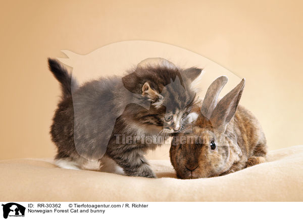 Norwegian Forest Cat and bunny / RR-30362