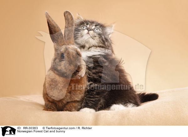 Norwegian Forest Cat and bunny / RR-30363