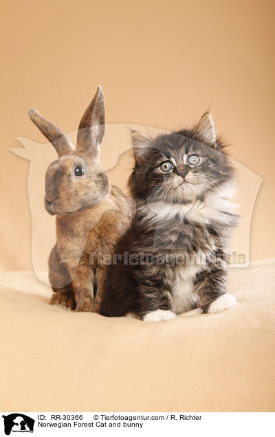 Norwegisches Waldktzchen und Rexkaninchen / Norwegian Forest Cat and bunny / RR-30366