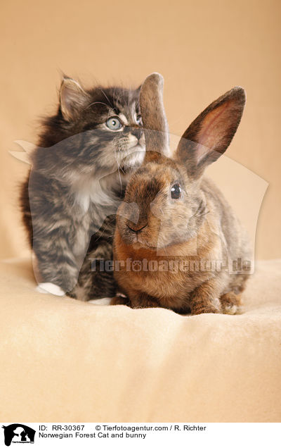 Norwegian Forest Cat and bunny / RR-30367