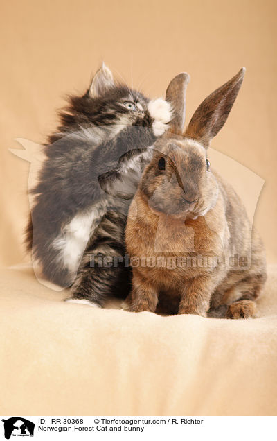 Norwegian Forest Cat and bunny / RR-30368