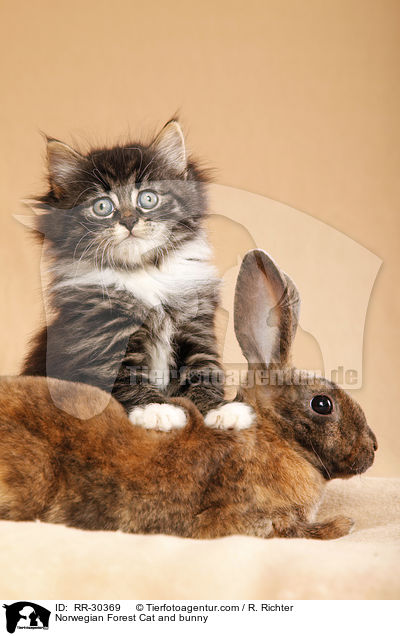 Norwegian Forest Cat and bunny / RR-30369