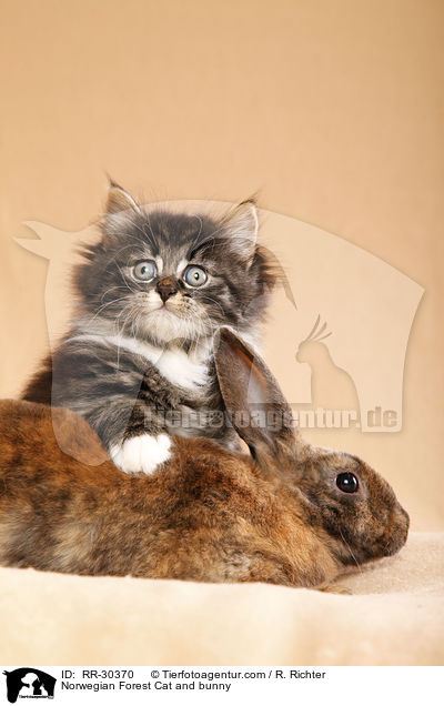 Norwegian Forest Cat and bunny / RR-30370