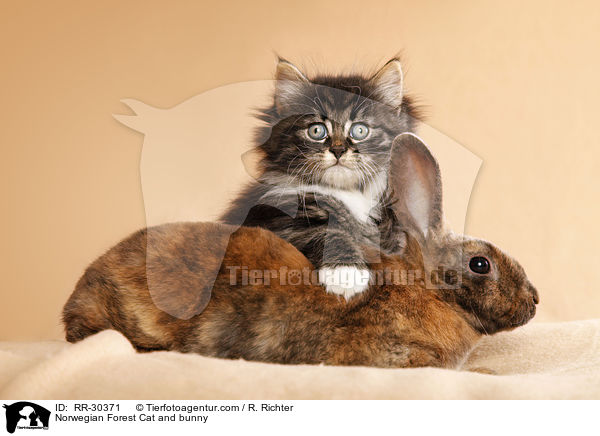 Norwegian Forest Cat and bunny / RR-30371