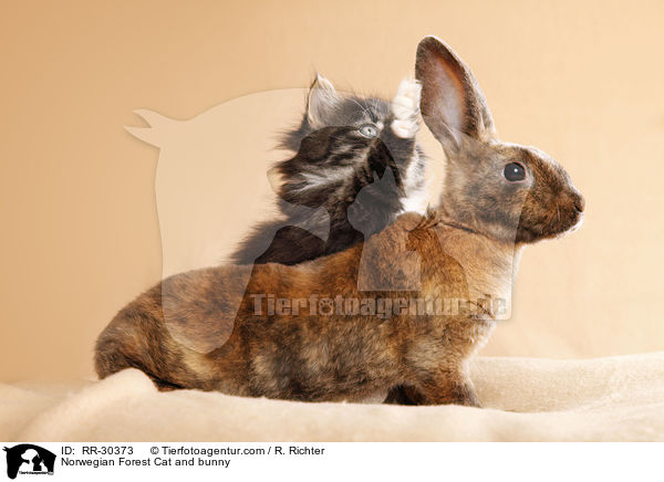 Norwegisches Waldktzchen und Rexkaninchen / Norwegian Forest Cat and bunny / RR-30373