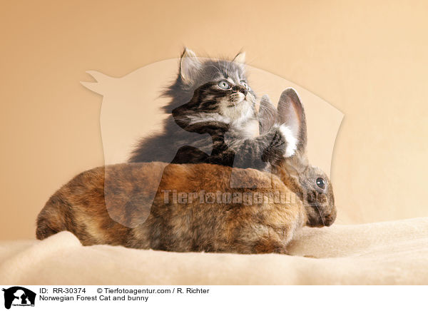 Norwegisches Waldktzchen und Rexkaninchen / Norwegian Forest Cat and bunny / RR-30374