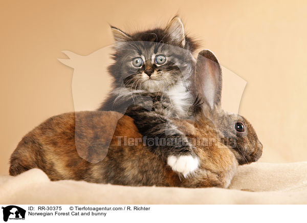 Norwegian Forest Cat and bunny / RR-30375