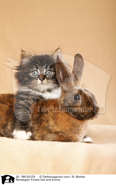 Norwegian Forest Cat and bunny / RR-30378