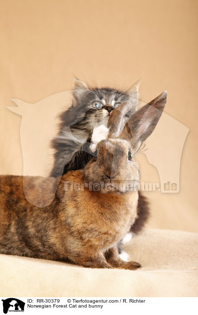 Norwegian Forest Cat and bunny / RR-30379