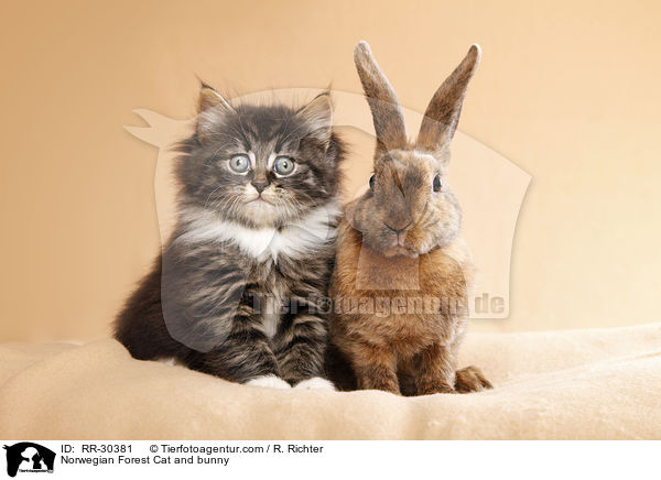 Norwegian Forest Cat and bunny / RR-30381