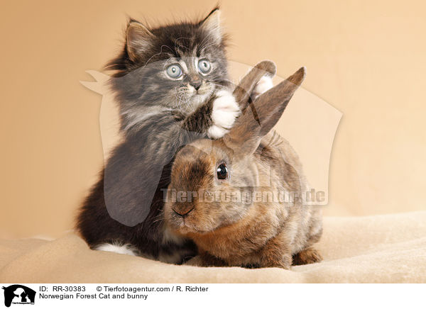 Norwegian Forest Cat and bunny / RR-30383