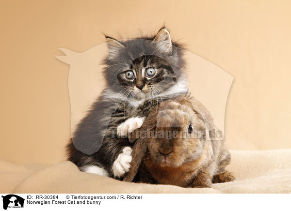 Norwegian Forest Cat and bunny / RR-30384