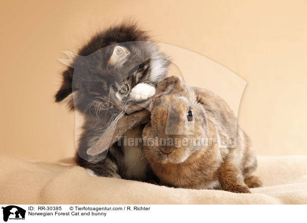 Norwegian Forest Cat and bunny / RR-30385