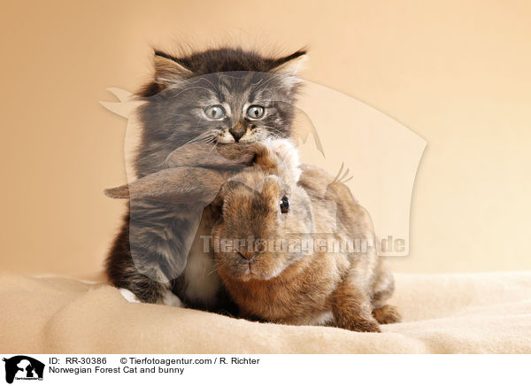 Norwegisches Waldktzchen und Rexkaninchen / Norwegian Forest Cat and bunny / RR-30386