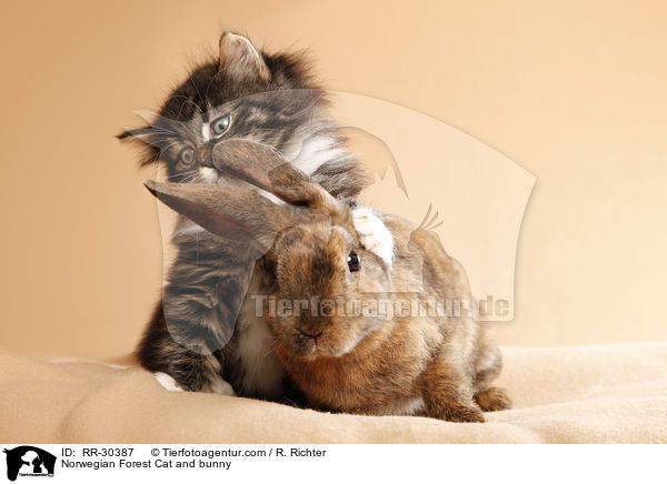 Norwegian Forest Cat and bunny / RR-30387