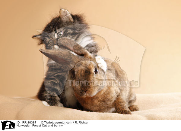 Norwegisches Waldktzchen und Rexkaninchen / Norwegian Forest Cat and bunny / RR-30387