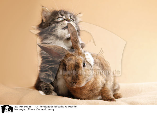 Norwegisches Waldktzchen und Rexkaninchen / Norwegian Forest Cat and bunny / RR-30388