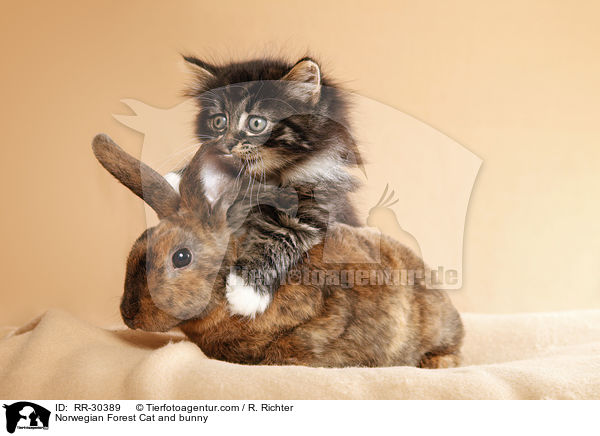 Norwegian Forest Cat and bunny / RR-30389