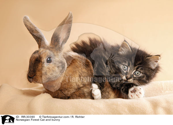 Norwegian Forest Cat and bunny / RR-30390
