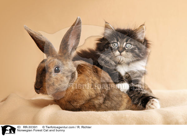 Norwegian Forest Cat and bunny / RR-30391