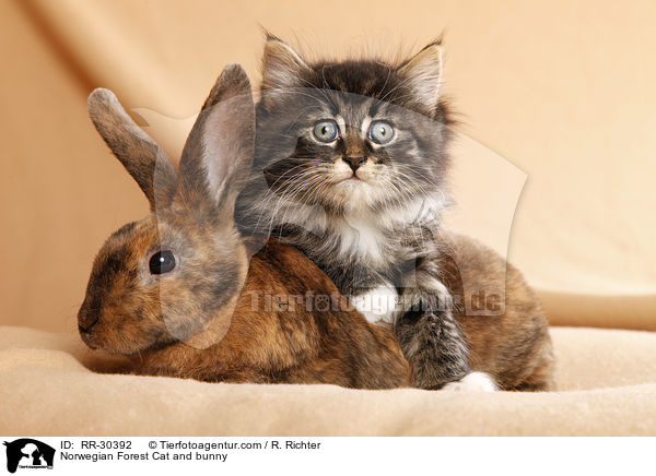 Norwegian Forest Cat and bunny / RR-30392