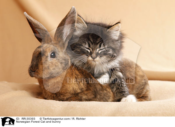 Norwegian Forest Cat and bunny / RR-30393