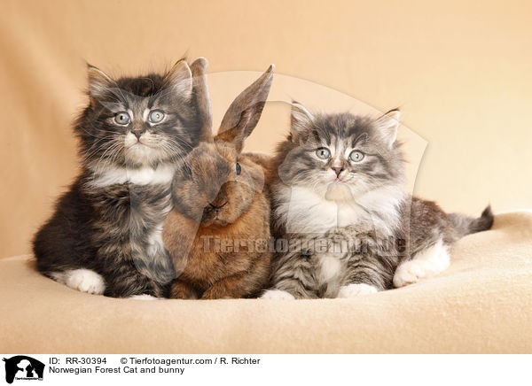 Norwegian Forest Cat and bunny / RR-30394