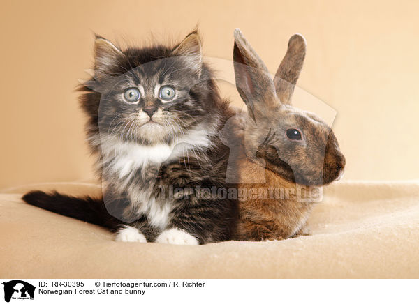 Norwegian Forest Cat and bunny / RR-30395