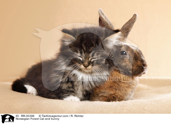 Norwegian Forest Cat and bunny / RR-30396