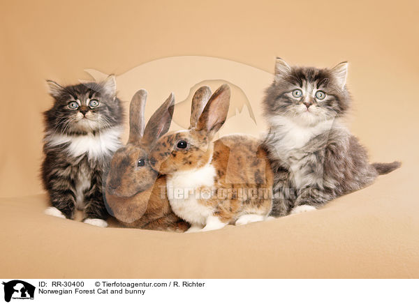 Norwegian Forest Cat and bunny / RR-30400