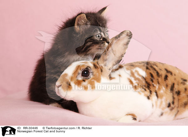 Norwegian Forest Cat and bunny / RR-30446